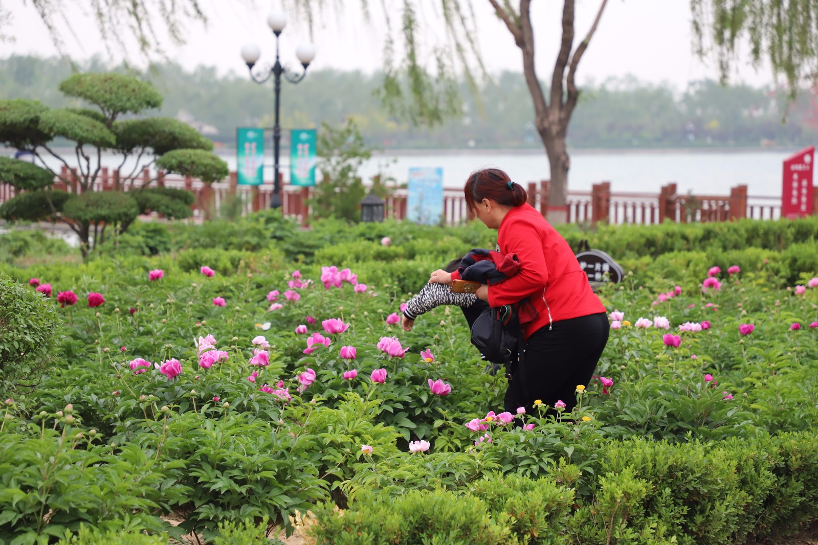 景区芍药盛开:小朋友要摘花 妈妈连忙制止