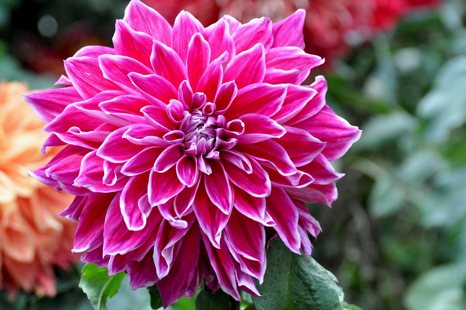 富贵漂亮的大丽花原创摄影