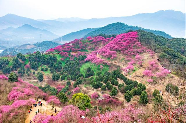 浙江冷门山村,一到春天就美成摄影界的网红,2-4月都有赏花大片