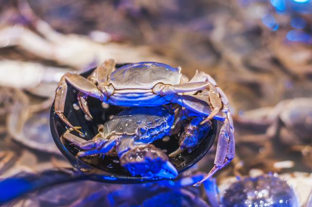 梭子蟹,花盖蟹,皮皮虾,青虾,鲍鱼,贝类,大闸蟹等活物在清澈海水的大池