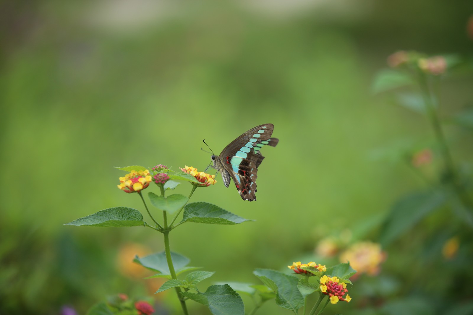 都说蝴蝶飞不过沧海可只要比翼双飞留在人间也是仙