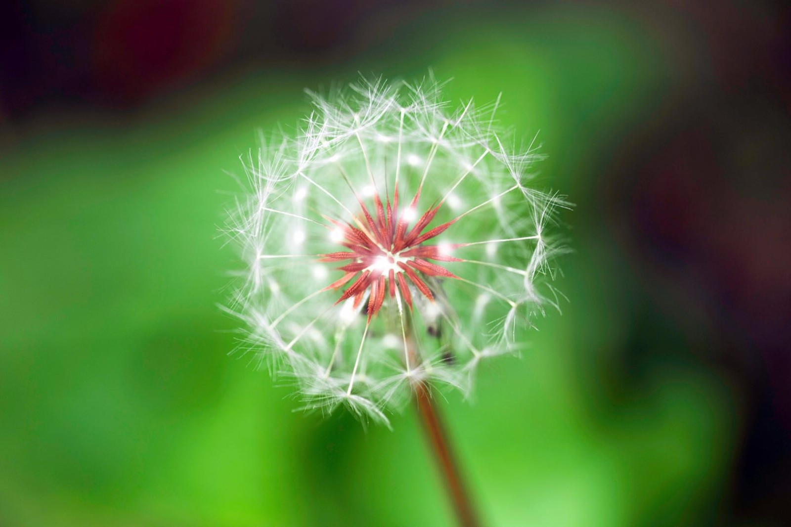这么漂亮的蒲公英,加上护眼的绿色,做屏保多合适啊