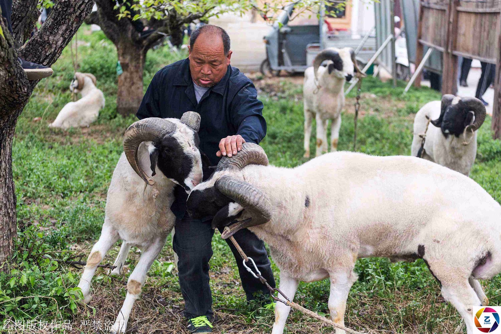 壮汉每天骑羊溜达,壮观的斗羊背后是主人强烈的好胜心