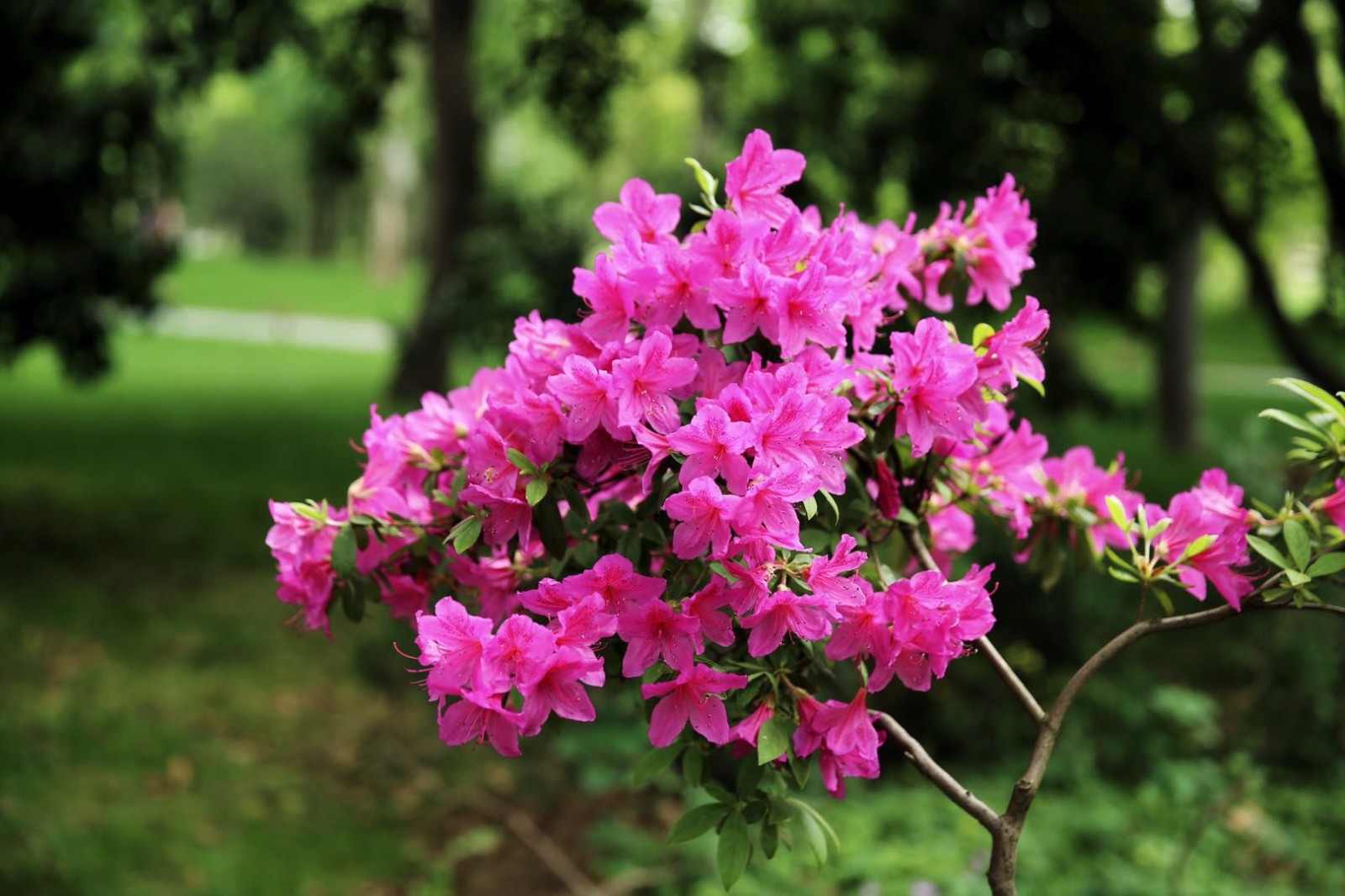 这么多品种的杜鹃花你见过几个呢46张图带你看不同的杜鹃花