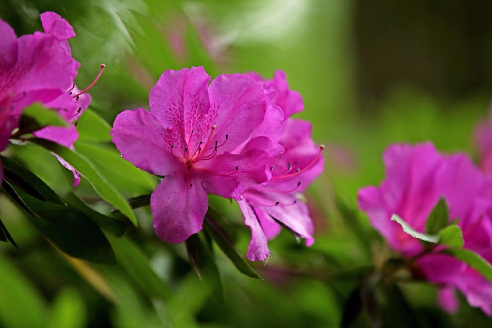 这么多品种的杜鹃花你见过几个呢46张图带你看不同的杜鹃花