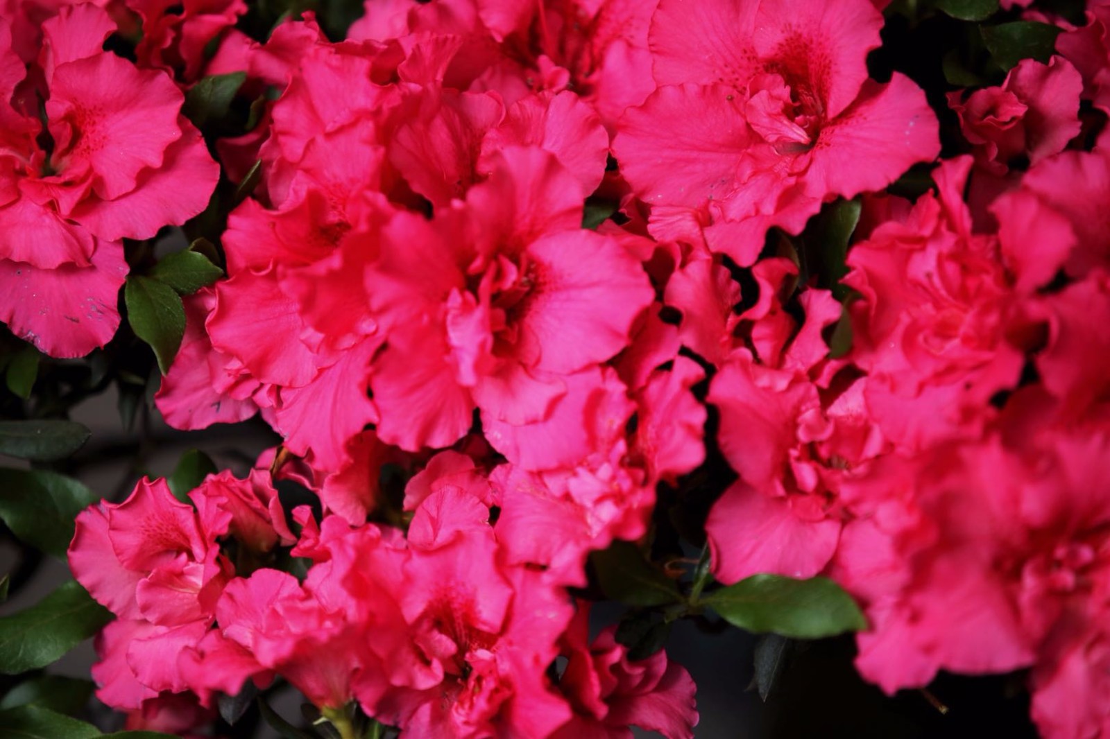 这么多品种的杜鹃花你见过几个呢46张图带你看不同的杜鹃花