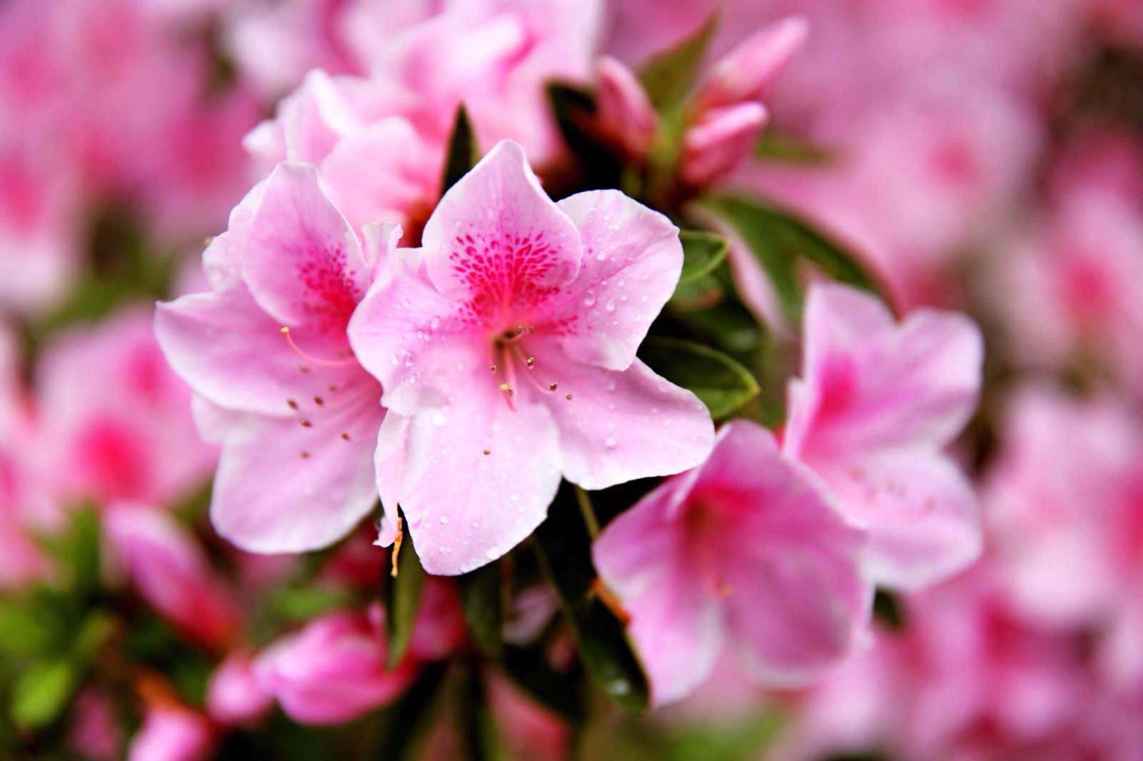 这么多品种的杜鹃花你见过几个呢46张图带你看不同的杜鹃花