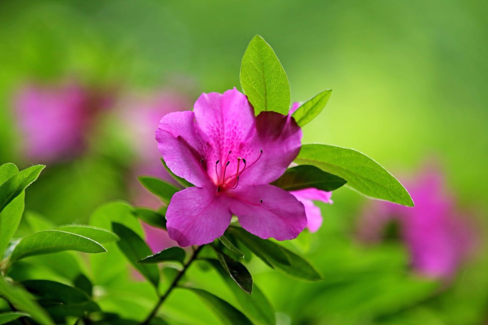 这么多品种的杜鹃花你见过几个呢46张图带你看不同的杜鹃花