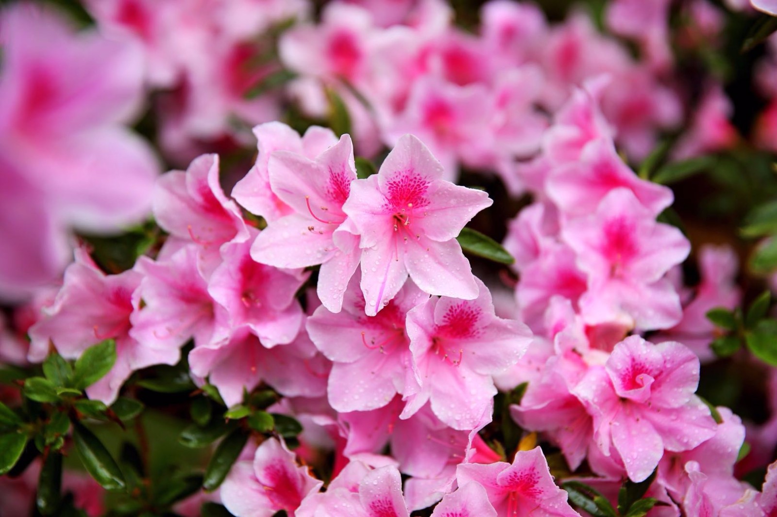 这么多品种的杜鹃花你见过几个呢46张图带你看不同的杜鹃花