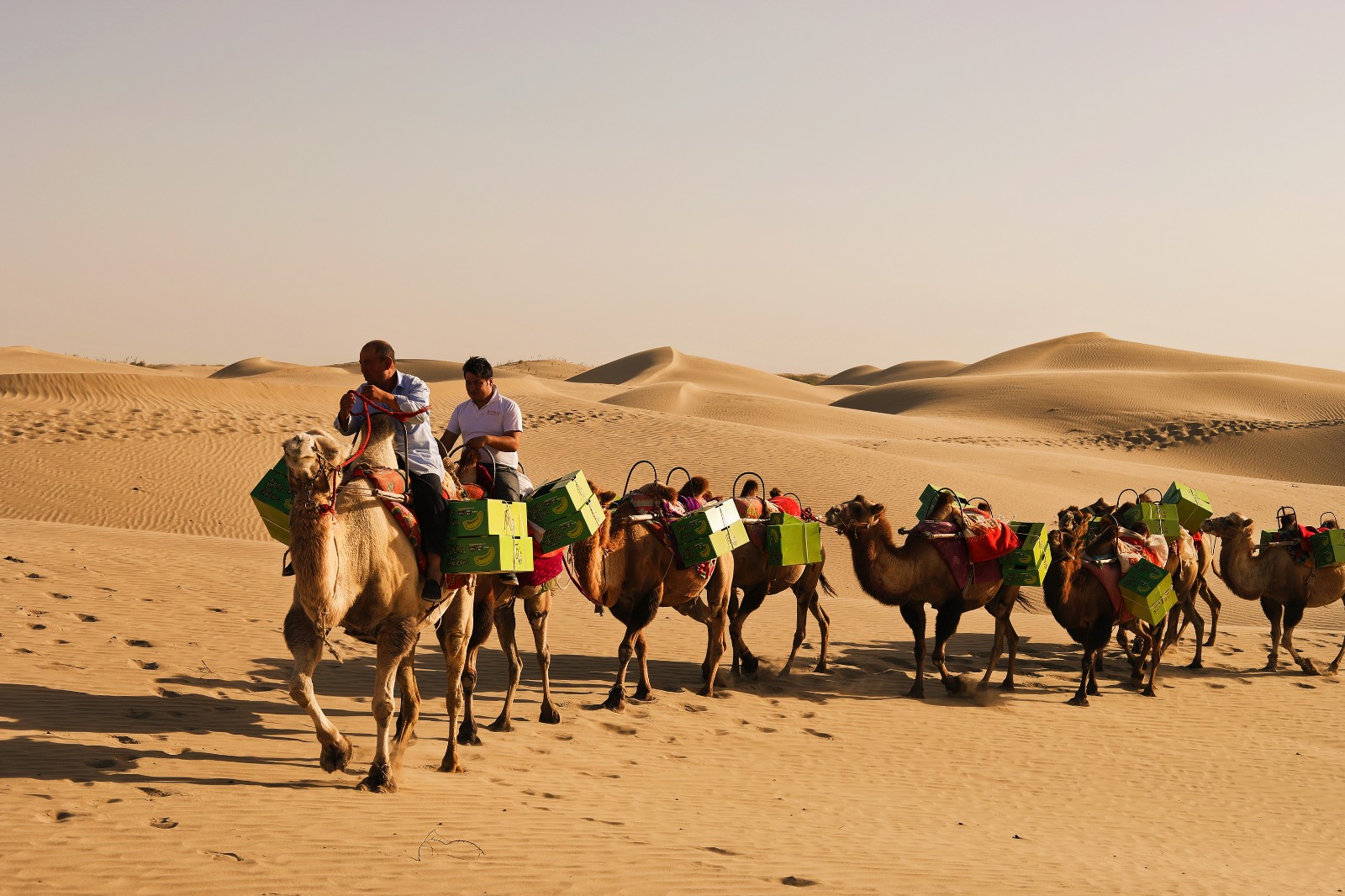 80岁白发老人时隔30年带驼队重走丝绸之路 暴雨前急救瓜田_新浪看点