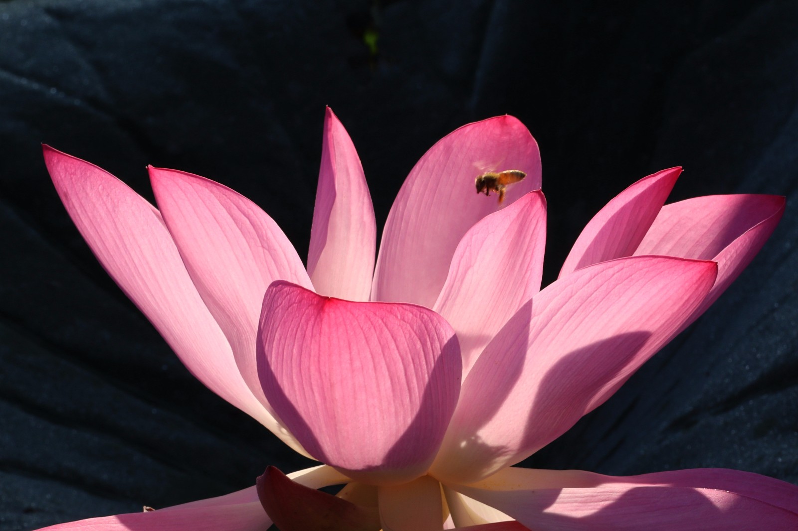 一只只蜜蜂在娇艳欲滴的荷花间飞舞采蜜,与半成子的莲蓬构成一幅独具