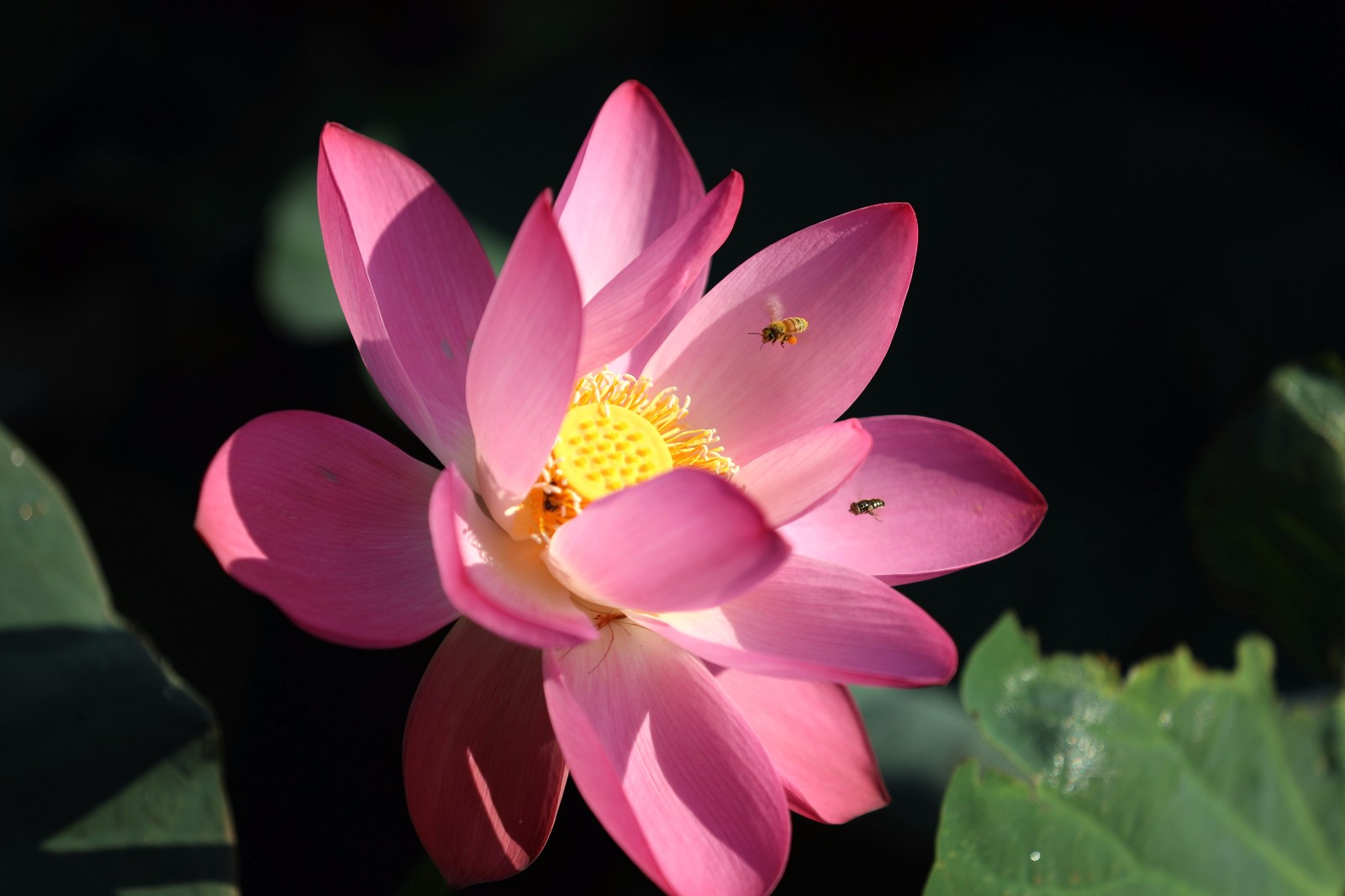 山东荣成:荷塘蜂舞醉秋韵