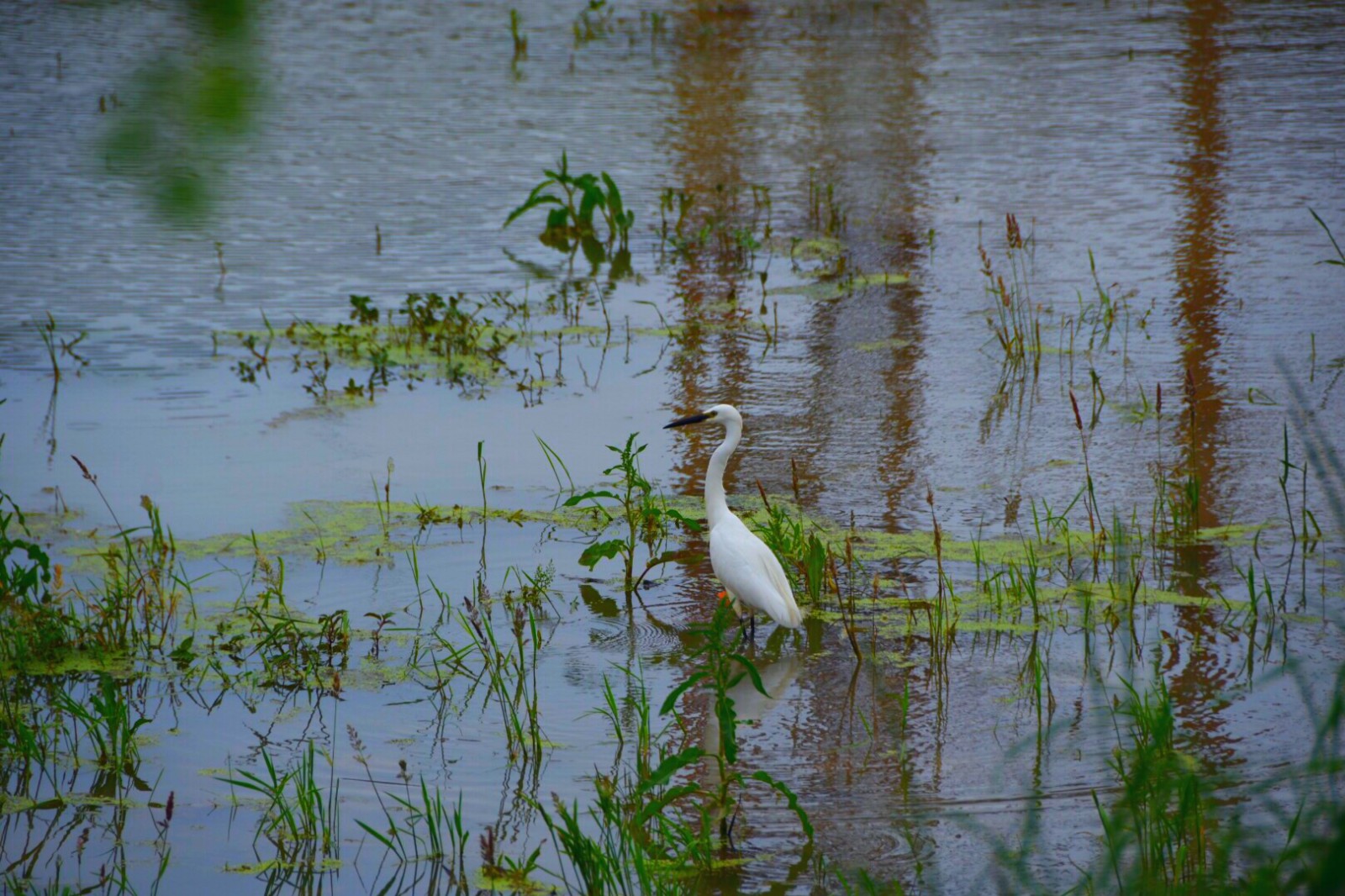 一只悠哉悠哉觅食的白鹭(原创摄影)