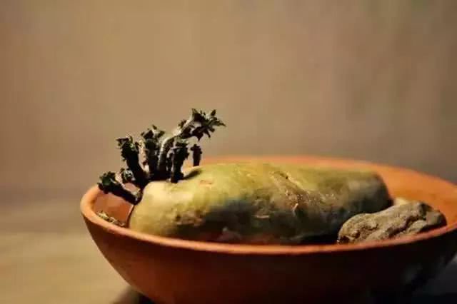 土豆|水培|花生_新浪新闻