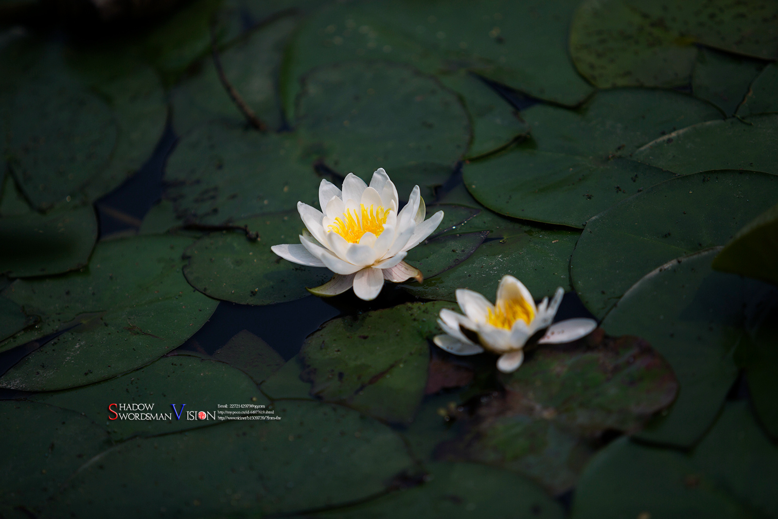 2018,美丽南京.冰清玉洁---爱莲说