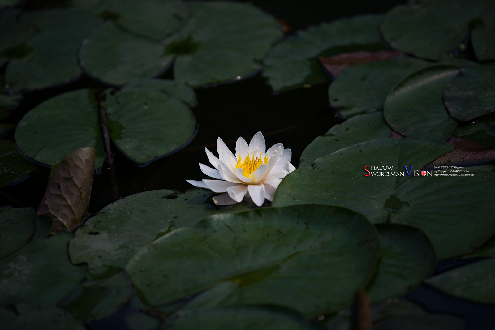 2018,美丽南京.冰清玉洁---爱莲说