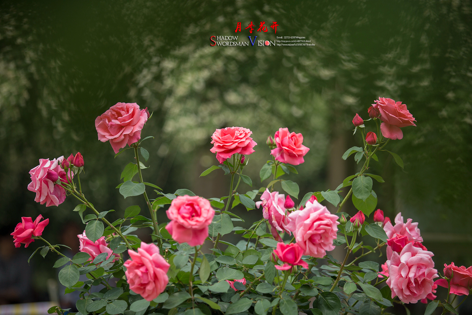 2018,美丽南京.月季花开(南京,玄武湖月季园)