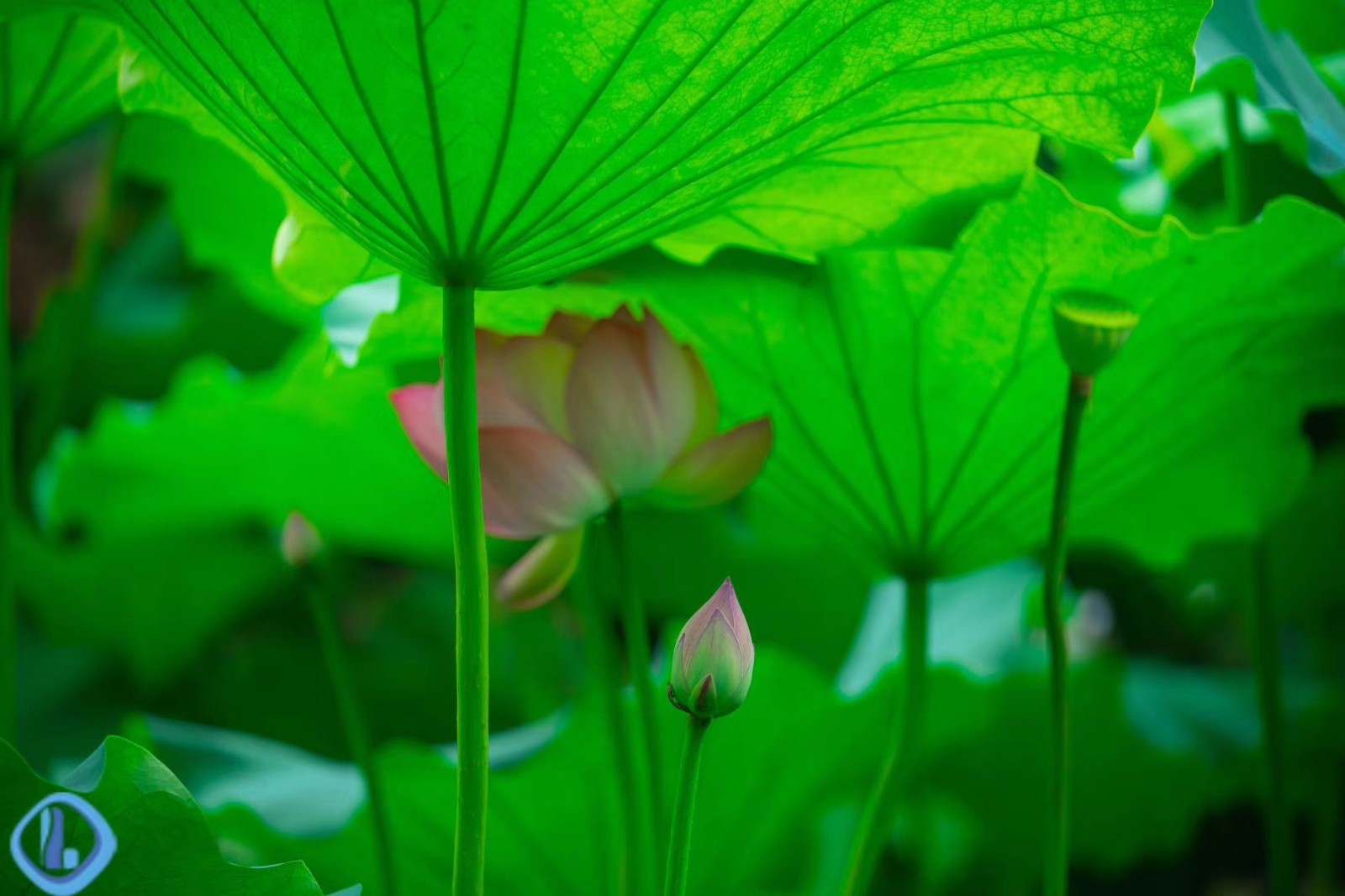 无锡太湖鼋头渚,十里芳径边上,满池的荷花已经开放