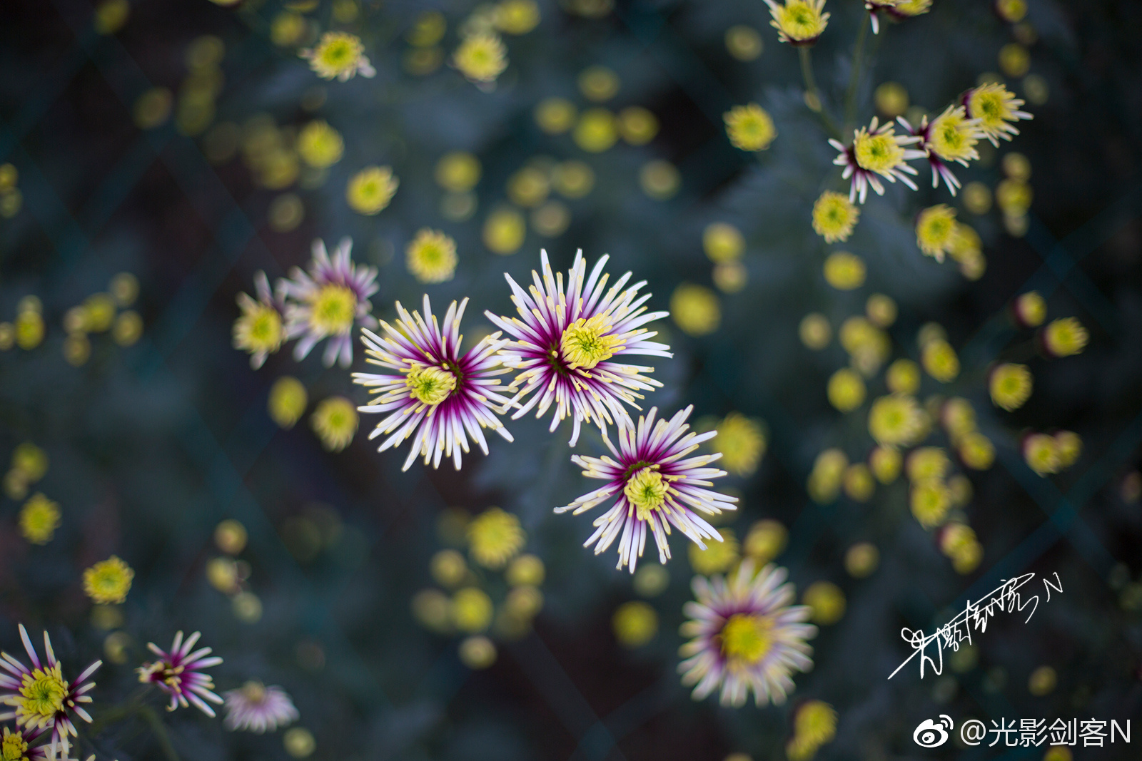 菊花朵朵,繁花似錦,如滿天星辰,攬盡芳華.南京·湖熟菊展