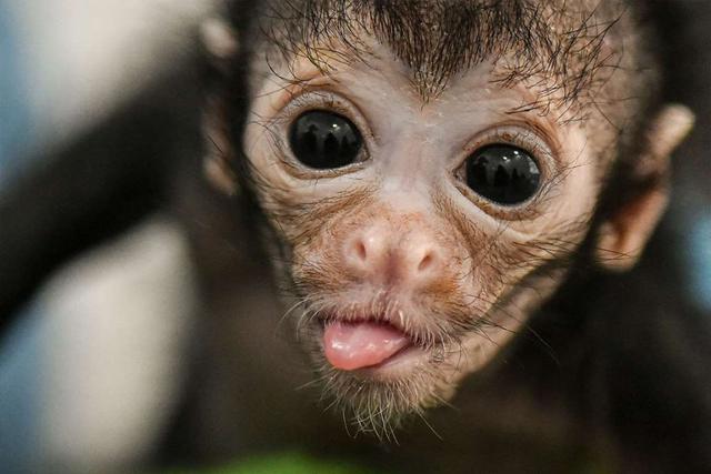 幽默而不失温馨,2017年的这10张照片会让你脸上绽放笑容