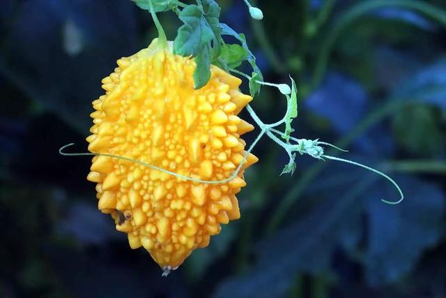 世界上"最难吃"的4种水果,雪莲果榴莲上榜,吃过2种算你牛!