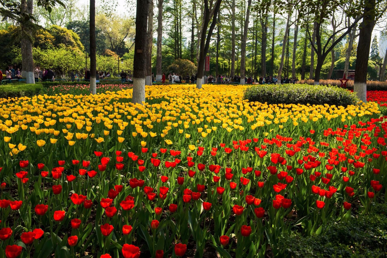 西安興慶公園鬱金香花海