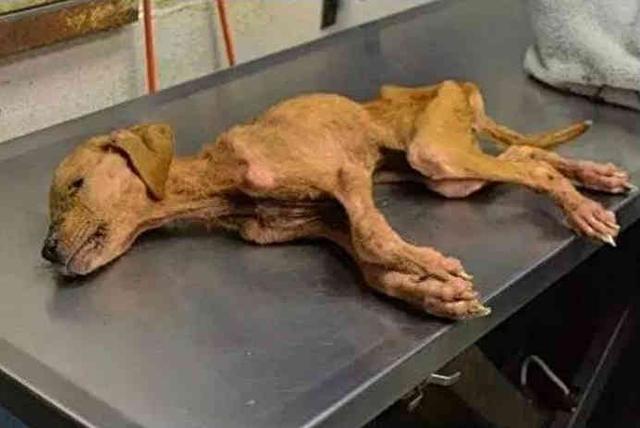 流浪狗只剩皮包骨,自闭症儿童把它当宝疼,奇迹发生了!