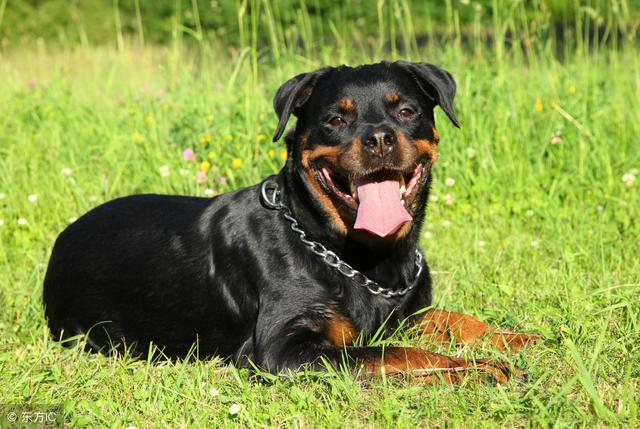 德系和美系罗威纳的区别这3点不一样