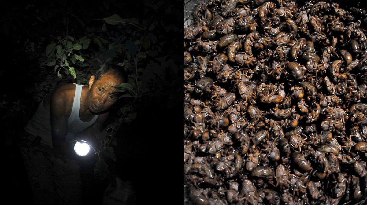 果农夏夜抓金蝉每斤51元,旺季曾20天挣万元现感叹越抓越少