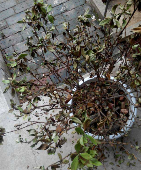 栀子花|烂根|干叶_新浪新闻