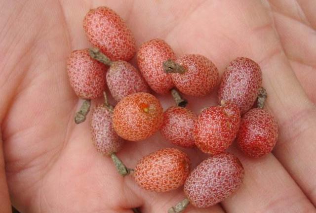 大山里才有的野果酸酸甜甜城市人可能对它是陌生你吃过么