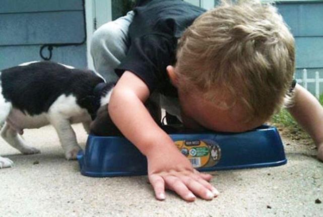 让孩子和宠物们一起抢东西吃, 这样的爸妈心真大啊