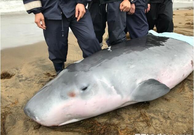 金山300公斤侏儒抹香鲸搁浅,满潮船狂晃终野放回大海!