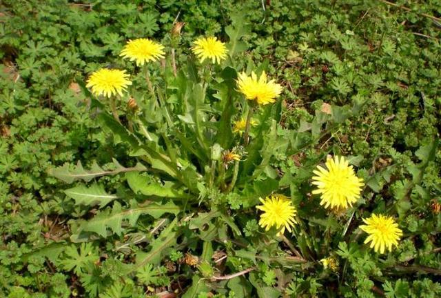 春天的野菜不仅好吃,更有治病功效|小儿腹泻|蒲公英|野菜_新浪新闻
