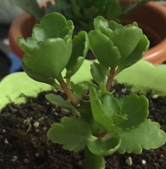 长寿花叶片上长了斑点还不敢扦插没想到只是这样