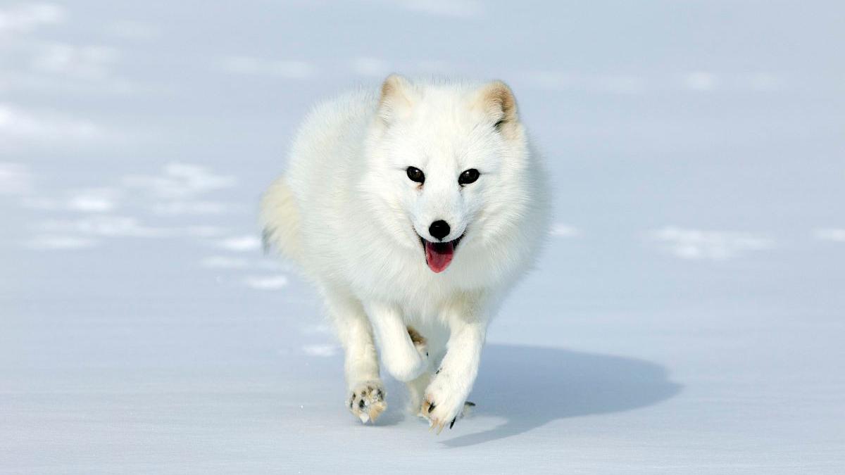 一点没有狐狸的奸诈长相,世界上长得最漂亮的狐狸北极狐!