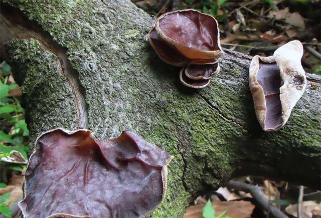 木耳是一种真菌,因为很像长在树上的耳朵,以你被叫做"木耳"