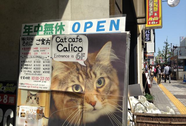 猫咪多 咖啡好喝 来京城这几家猫咪咖啡馆就对了