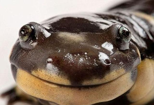 蝾螈的微笑图片来源于网络,如有侵权,请联系删除!