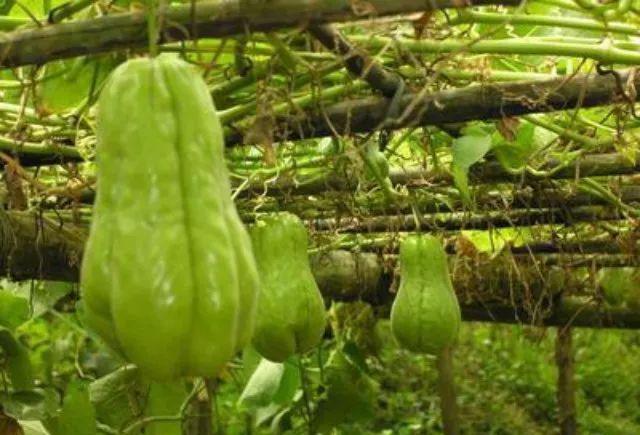 史上最全广东美食