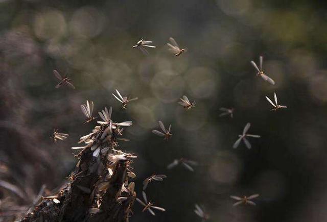 总是有一群的蚊子在围绕着你飞? 没空咬你, 是在做这种事
