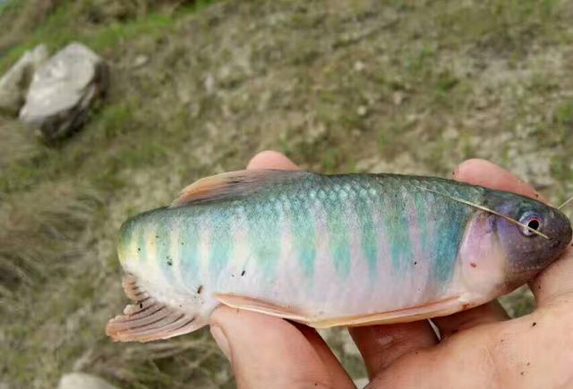 往年一天能钓2030斤今年却难见汉源湖的桃花鱼去哪儿