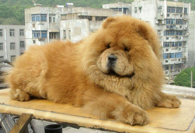 带松狮去宠物店做了一个造型,两个小时后去看,让主人都给气哭了