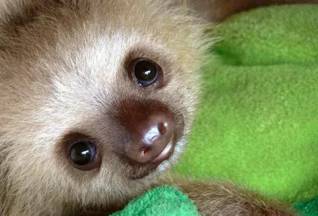 你见过小动物小时候的样子吗真的是萌翻了太可爱了