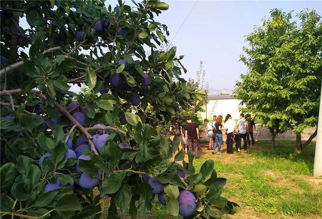 抓住夏天的尾巴 爱上西梅的味道