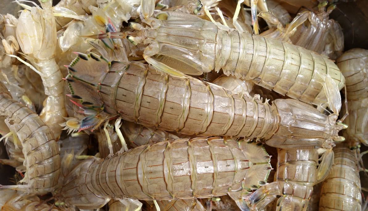 海鲜店老板不小心说漏嘴:挑选皮皮虾记住这几