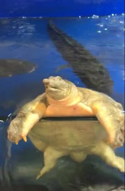 超市里待售的王八,本想买下,结果王八的动作让人不敢买!