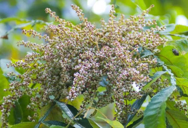 农村最咸的树树干能分泌盐水可以当食盐人称老公担盐