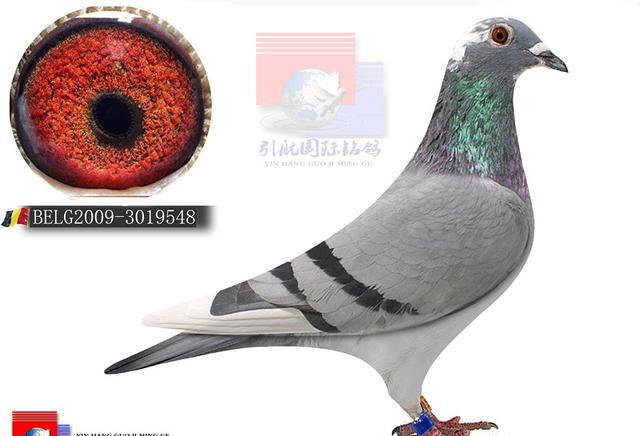 赛鸽身上的羽毛你真的了解吗?