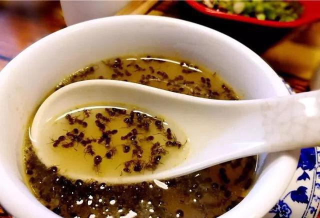 黑蚂蚁|虫子|辣椒_新浪新闻